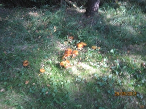 wandeling in Brasschaat 29-9-2013 018