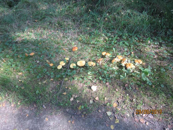 wandeling in Brasschaat 29-9-2013 019