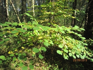wandeling in Brasschaat 29-9-2013 020