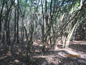 wandeling in Brasschaat 29-9-2013 021