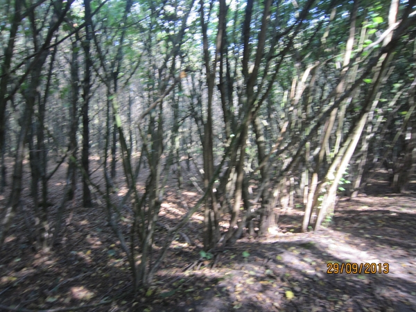 wandeling in Brasschaat 29-9-2013 021