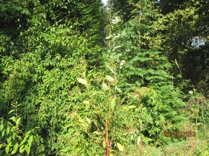 wandeling in Brasschaat 29-9-2013 041