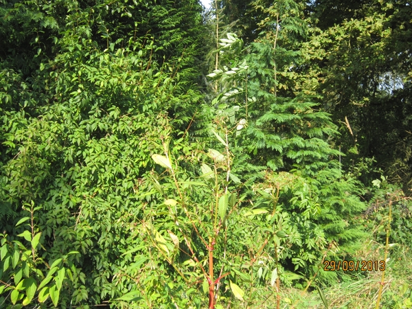 wandeling in Brasschaat 29-9-2013 041