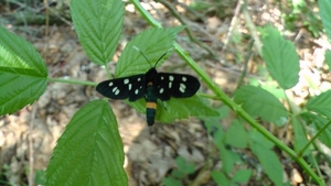 Phegea vlinder (amata phegea)