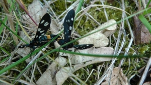 Phegea vlinder (amata phegea)