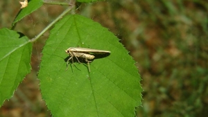 Glad beertje (eilema griseola)