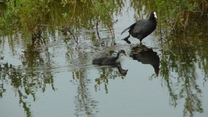 Meerkoet (fulica atra)