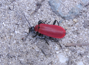 Zwartkop vuurkever (pyrochroa coccinea)