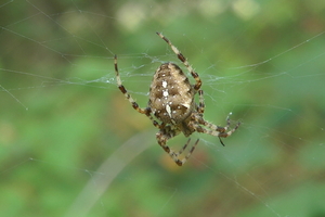 vrouwelijke Kruisspin (araneus diadematus)