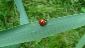 aziatisch lieveheersbeestje (harmonia axyridis)