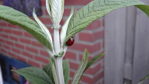 aziatisch lieveheersbeestje (harmonia axyridis)