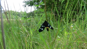 Phegea vlinder (amata phegea)