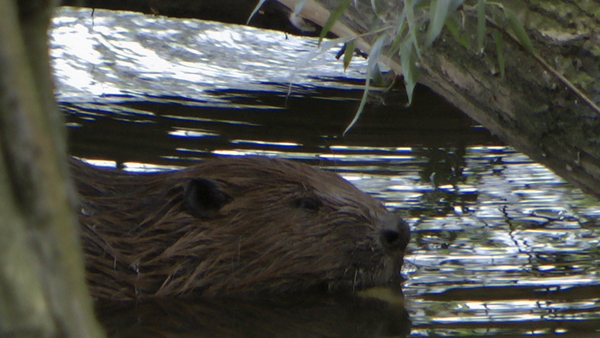 Europese Bever - Castor fiber