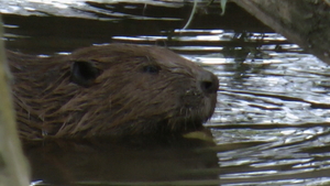 Europese Bever - Castor fiber