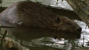 Europese Bever - Castor fiber