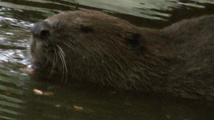 Europese Bever - Castor fiber