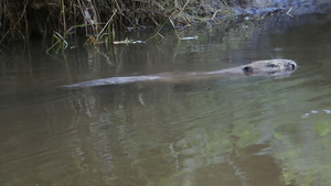 Europese Bever - Castor fiber