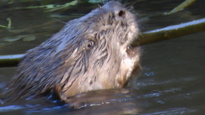 Europese Bever - Castor fiber