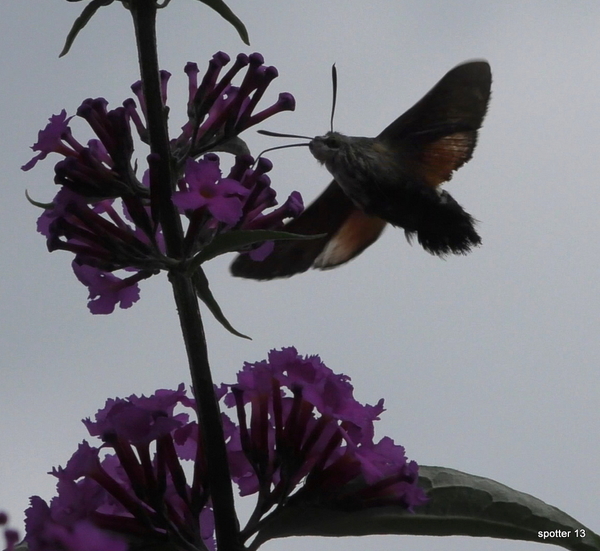 Kolibrievlinder.