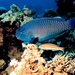 1b Rode Zee _koraal en kleurrijke vissen 5
