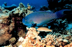 1b Rode Zee _koraal en kleurrijke vissen 5