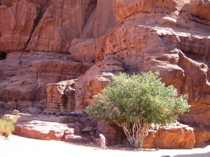 1c Wadi Rum woestijn _De bron ten tijde vanLauwrence of Arabië