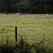 en weilanden