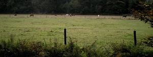 en weilanden