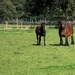 voor een wandeling