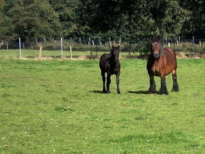 voor een wandeling
