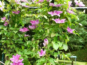 Clematis