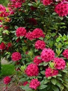 Rododendron