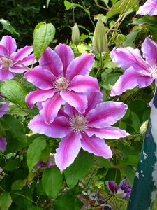 Clematis