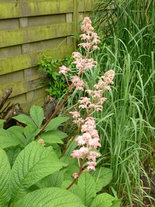 Rodgersia