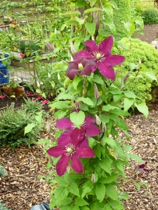 Clematis