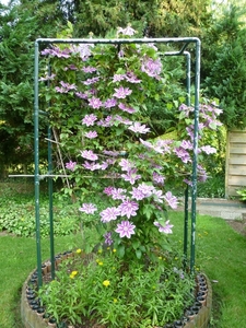 Clematis