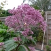 Eupatorium