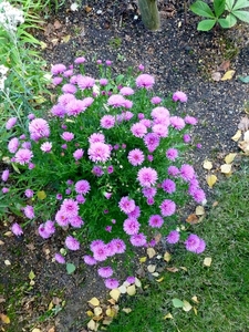 Asters