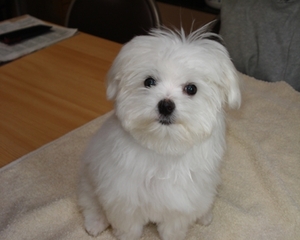 koning viering 030 copy.jpg22