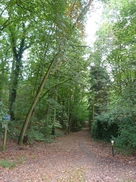 010-Bos in volle herfst...