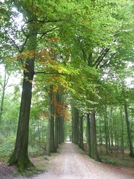 011-Tervuren-bos