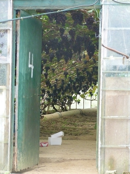 056-Vlaams-Brabantse tafeldruif