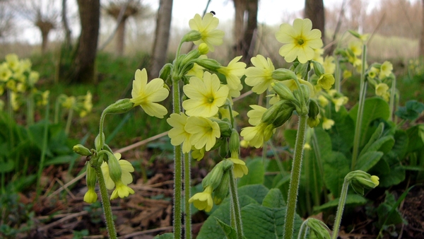 Sleutelbloem (Slanke -) 12