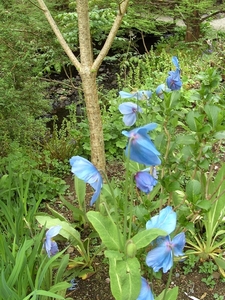 In de kasteeltuin