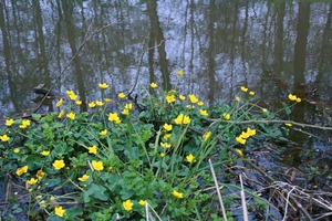 goor 2013 sterneilanden 030