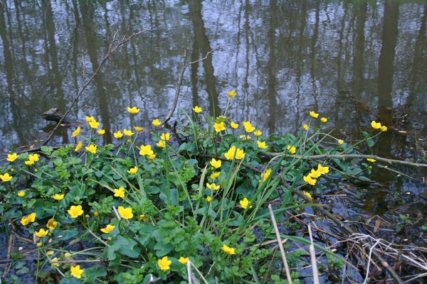 goor 2013 sterneilanden 030