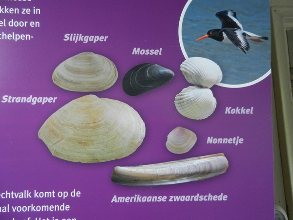 DSCN0093