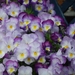 DSCN0113