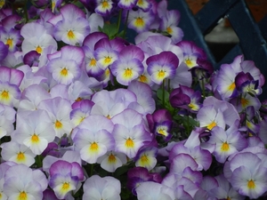 DSCN0113