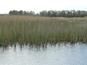 Reis Friesland 007